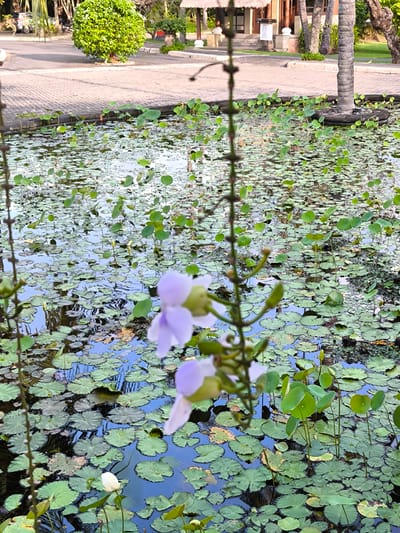 The image depicts a pond covered in lily pads with light purple flowers in the foreground. The pond reflects the blue sky and is located in Sigar Penjalin, Indonesia. A paved area is visible in the background with a building and trees. There are trees and grass on the other side of the paved area. There is a palm tree in the pond, in a raised area.
