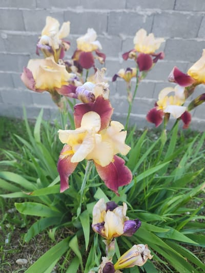 The image shows a cluster of iris flowers with creamy yellow and maroon petals, some of which are beginning to wither. The flowers grow among green, sword-shaped leaves. To the left, there is a paved surface made of gray blocks. The setting appears to be outdoors, possibly a garden or roadside in Saguramo, Georgia.