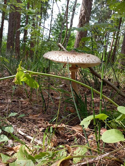 In a forested area of Vekoshinka, Russia, a large, white mushroom with a wide, spotted cap stands prominently in the foreground, surrounded by dry pine needles and fallen leaves on the forest floor. Several green horsetails with black bands are growing around the mushroom, and some green leaves are visible in the lower portion of the frame. The background shows the trunks of several pine trees, with dappled sunlight filtering through the leaves and branches of the canopy.