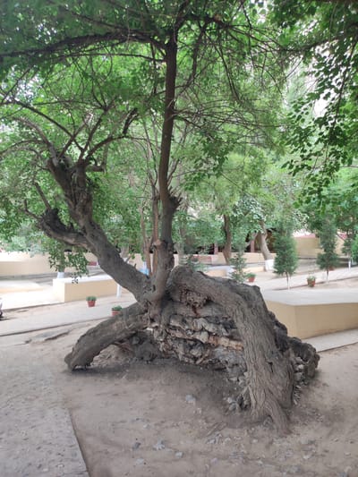 A large, gnarled tree with thick, twisting branches dominates the foreground of this image, its trunk partially obscured by exposed roots and rocks. The tree is lush with green leaves, suggesting a warm, possibly summer, season. It appears to be growing from a rocky mound, with its thickest branches arching outwards and downwards.
Behind the main tree, a pathway made of paving stones leads away into a courtyard or garden area. This area is lined with beige-colored walls and planters containing small green plants. More trees, some smaller and more conical in shape, are visible further back, creating a sense of depth and a park-like setting. The ground is a mix of dirt and gravel, with scattered stones and debris around the base of the large tree.
The lighting suggests it is daytime, with the sky appearing bright but mostly obscured by the tree canopy. There are no visible people in the immediate foreground, but a hint of a figure on the left suggests the presence of people in the broader scene. The overall impression is of a well-established, perhaps ancient, tree in an outdoor public space, possibly a garden, park, or courtyard in Egizbulak, Uzbekistan. The texture of the tree bark is rough and deeply fissured, highlighting its age and character. The overall scene is one of natural beauty and tranquility.