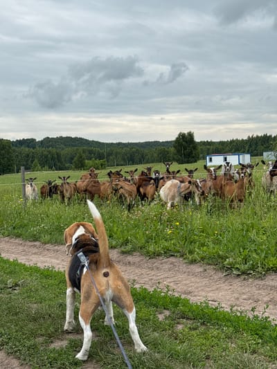 In Kamysh, Russia, a beagle stands on a dirt path, facing a herd of goats in a fenced pasture. The goats, of various brown and white hues, graze and observe the dog. In the background, a dense forest lines a rolling landscape under a cloudy sky. Two white portable buildings are visible on the far right, situated near the edge of the woods. The image captures a rural scene with domestic animals and natural surroundings.