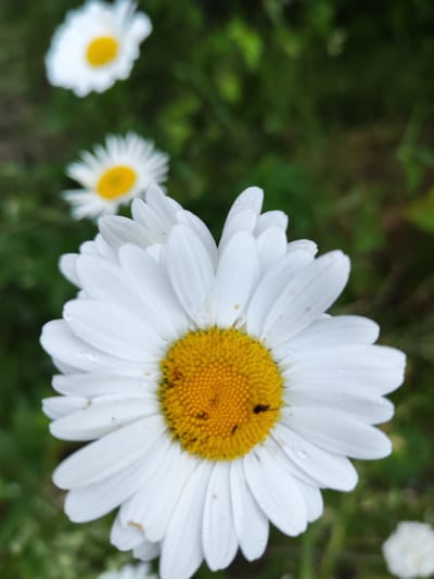 The image depicts a close-up view of several daisies in a natural outdoor setting. The foreground is dominated by a large, white daisy with a bright yellow center. Several small, dark insects are visible on the yellow center of this daisy. Water droplets are scattered across the white petals, suggesting recent rain or dew. In the background, two other daisies are partially visible, appearing slightly out of focus. The environment is a blur of green foliage, indicating a garden or a grassy area. The overall impression is one of natural beauty and close-up detail of common wildflowers. The image does not contain any identifiable landmarks or context to suggest its specific location within Shalsky, Russia.