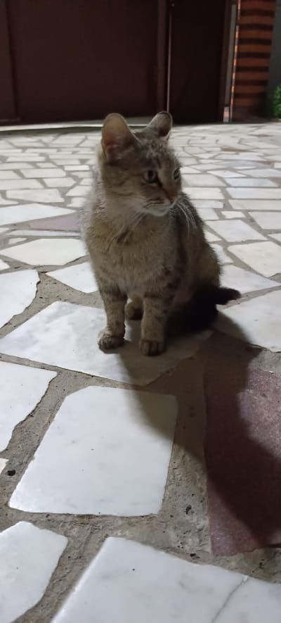 A medium shot captures a domestic shorthair cat sitting on a stone-tiled patio at dusk. The cat, a tabby with grey and brown stripes, is facing right with its head turned to look away from the camera. Its paws are visible, and a dark shadow is cast to its right. The patio is made of irregular white and beige stone tiles with visible grout lines. In the background, a dark brown door or gate is visible, and to the far right, there's a hint of greenery and a brick wall. The lighting suggests it is evening, with shadows elongating across the ground. The scene is a typical residential outdoor setting, likely in Grushevskaya, Russia, given the context provided.
