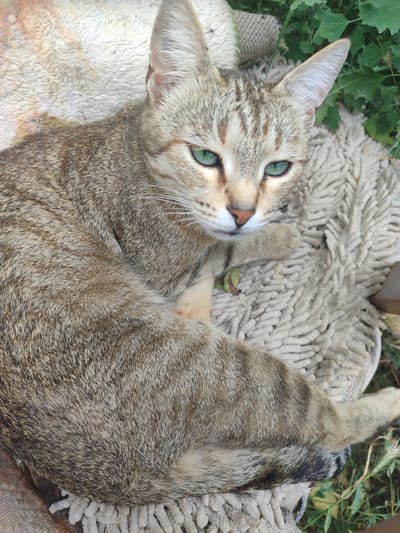A tabby cat with green eyes is lying on a textured, light-colored rug or mat. The cat is curled up, with its body partially visible. Its fur is a mix of brown and gray stripes. The background shows some greenery, suggesting an outdoor setting, possibly in the city of Chuy, Kyrgyzstan. The lighting appears to be natural daylight.