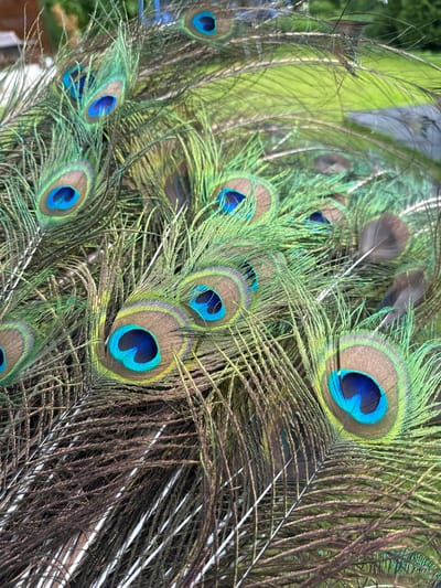 A close-up, overhead view shows a dense collection of peacock feathers. The feathers display a vibrant array of colors, primarily iridescent blues, greens, and browns, with distinct eye-like patterns on many of them. The background is blurred, suggesting a natural outdoor setting with green foliage and a hint of a paved surface. There is no indication of the city of Zubtsov, Russia, within the image.
