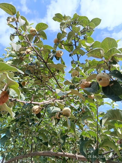A low-angle shot captures a quince tree laden with fruit against a bright blue sky with scattered white clouds. The quinces are pale yellow and rounded, some clustered together, others hanging singly from branches. Lush green leaves, some with a slightly fuzzy texture, surround the fruit. The branches are a mix of brown and gray, some appearing thicker and more mature. The scene is illuminated by natural sunlight, casting subtle shadows. The date and time stamp "25.06.2026 08:01" is visible in the lower right corner. There are no people or animals present in the image. The setting appears to be outdoors, in a natural environment, possibly a garden or orchard.