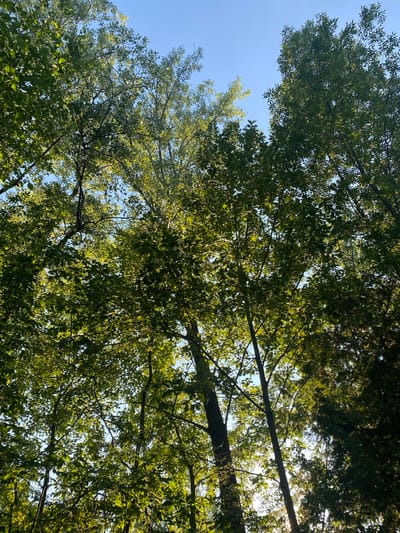 This media file captures a view looking up through the canopy of green trees on a clear day. The bright blue sky is visible in several patches between the dense foliage, suggesting it is daytime, likely late morning or early afternoon given the sunlight filtering through the leaves. The leaves appear lush and vibrant, indicating a time of year with abundant growth, possibly summer or early autumn. The branches of the trees create a complex network against the sky, with some thicker limbs providing structure to the scene. The overall impression is one of natural tranquility and the beauty of an outdoor environment. There are no people or specific objects visible beyond the trees and sky. The location context of Peru, United States of America, provides a general geographical setting.