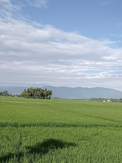 The image depicts a vast, vibrant green rice paddy field in Blang Lilue, Indonesia, under a bright blue sky with scattered white clouds. In the middle ground, a cluster of tall palm trees stands prominently, surrounded by a few scattered houses and a distant, hazy mountain range. The foreground is dominated by the lush rice stalks, with a dark shadow cast across the field, suggesting the presence of an unseen object or person. Several small white birds are visible in the field, adding a touch of life to the otherwise tranquil landscape. The overall scene evokes a sense of natural beauty and rural serenity.