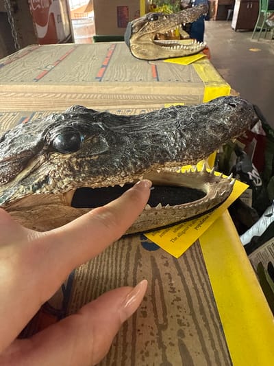 The image shows two decorative alligator heads mounted on boxes. A person's hand is visible near the larger alligator head, appearing to touch its teeth. The environment appears to be an indoor space, with boxes and various items in the background. While I can describe the image, I do not have enough information to find the location in the city of Davie, United States of America.