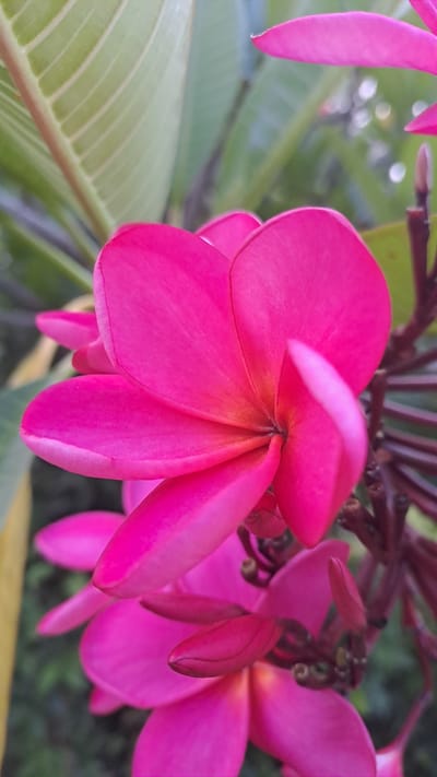 The image is a close-up shot of several bright pink Plumeria flowers, also known as Frangipani, in Lhokawe Teungoh, Indonesia. The flowers are the central focus, with their petals unfurling and overlapping. In the background, green Plumeria leaves are visible, along with hints of darker foliage and a blurred backdrop that suggests an outdoor environment. The lighting appears to be natural daylight, highlighting the vibrant color of the flowers.