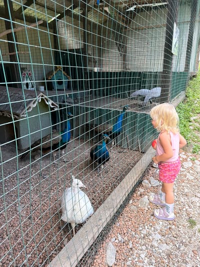 A young girl with blonde hair, wearing a pink tank top and pink patterned shorts, stands outside a green wire mesh enclosure. She is looking into the enclosure, holding a small red object. Inside the enclosure, there are several peacocks. One peacock is white and stands in the foreground. Other peacocks with blue and green iridescent feathers are visible further back, along with at least one with brown and grey plumage. The enclosure has a gravel floor and contains some wooden structures, including small birdhouses. The background shows foliage and a wooden fence. The location is identified as Semenovka, Russia.