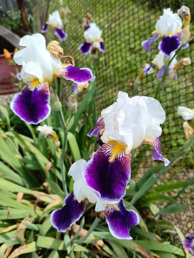 The image depicts a close-up view of several white and purple iris flowers in bloom, with a blurred background of green foliage and a wire fence. The irises are the primary subject, with their petals showcasing a striking contrast between white and deep purple, accented by yellow stamens in the center. Some of the flowers are in full bloom, while others are partially open or appear as buds. The leaves of the iris plants are long, green, and sword-shaped. The foreground and midground are dominated by the flowers and their foliage, creating a visually rich and textured scene. The background is out of focus, with a green, possibly grassy, area and a repeating pattern of squares from the wire fence. The lighting suggests it is daytime, with bright sunlight casting subtle shadows. There are no people or animals visible in the image. The scene appears to be an outdoor garden setting.