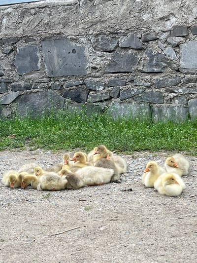 The image shows a group of approximately 15 goslings clustered together on a concrete surface in Kvemo Arkevani, Georgia. Some goslings are yellow, while others are gray. To the left of the goslings is a narrow strip of green grass and a stone wall made of gray rocks. The stone wall appears to be dry-stacked, with no visible mortar.