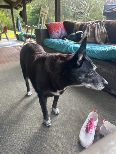 A black and white dog stands on a grey carpeted porch. The dog is facing right, with its head turned towards the camera. It has a white marking on its chest and white paws. In the foreground, to the right of the dog, are two pairs of white shoes with pink accents. One pair is a lace-up sneaker with floral detailing on the sole, and the other is a slip-on shoe. Behind the dog is a dark brown couch with teal cushions. A backpack is visible on the couch. In the background, a covered porch area with wooden beams and a corrugated iron roof is visible. There are trees and greenery outside the porch. The scene appears to be in a residential area in Thora, Australia.