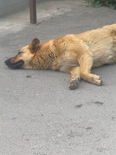A medium-sized, tan-colored dog is lying on its side on an asphalt surface. The dog's eyes are closed, and its mouth is slightly open, suggesting it is asleep or resting. Its paws are crossed in front of its body. In the background, a vertical metal pole is visible, and to the right, some greenery can be seen. The scene appears to be outdoors, possibly in an urban or suburban area. There is no specific indication of the dog's location within Taganrog City District, Russia, other than the general setting.