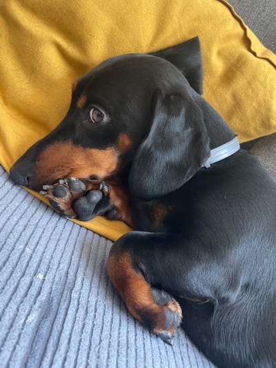 A black and tan dachshund puppy is resting on a grey, ribbed surface, possibly a sofa or cushion. The puppy is curled up, with its head resting on its paws. Its eyes are open, and it appears to be looking towards the left of the frame. A yellow cushion is visible behind the puppy's head. The scene is indoors, and there is no indication of the specific location within Amadora, Portugal.