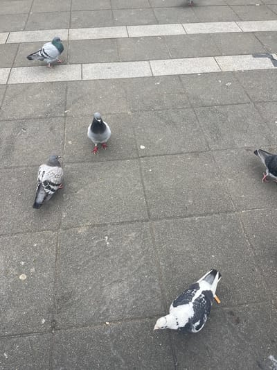 The image shows a ground-level view of a paved area, likely a sidewalk, with a group of pigeons. The pavement is composed of grey tiles with white strips along one side. Five pigeons are visible, each at various orientations and distances from the camera. One pigeon is prominently black and white, while the others are shades of grey. One of the pigeons near the top of the image has a cigarette butt in its mouth. The location is suggested to be Maastricht, Netherlands.