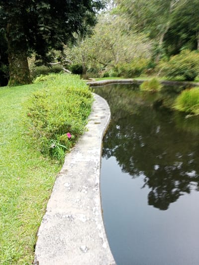 A tranquil pond bordered by a curved concrete edge sits amidst lush greenery. The still water reflects the surrounding trees, creating a mirrored image. Grass and a small flowering bush grow alongside the concrete, adding a touch of color. The scene exudes a sense of peace and natural beauty.
