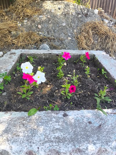 The image depicts a small, rectangular flower bed constructed from weathered concrete, situated in an outdoor urban environment in Малиновка, Kyrgyzstan. The flower bed contains several blooming petunias in vibrant shades of pink and white, interspersed with green foliage and dark soil. Surrounding the flower bed, the ground is covered with dry grass, gravel, and some larger stones. In the background, a wooden fence is visible, and a pile of dirt and debris suggests ongoing construction or landscaping work. The scene appears to be illuminated by natural daylight, casting shadows on the ground. There are no people or animals present in the image.