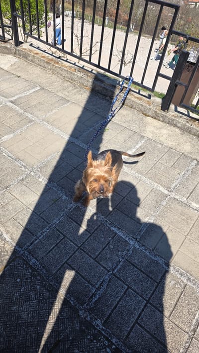 A high-angle shot shows a Yorkshire Terrier on a leash, standing on a concrete-paved area next to a black metal fence. The leash is blue with a white pattern. The dog is tan and gray, looking up towards the camera. The pavement is composed of light gray concrete blocks. A human shadow is cast over the pavement. The fence is located on the edge of the paved area, and beyond it, glimpses of trees and possibly people can be seen. The location is Elenovo, Bulgaria.
