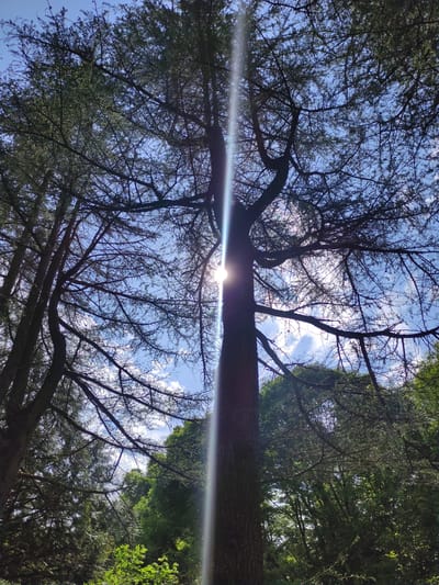 The image shows a sunbeam piercing through the branches of a tall evergreen tree, with a clear blue sky dotted with white clouds visible behind. The scene is set in a forest, with other trees and lush green foliage in the background. The sunbeam creates a lens flare effect, highlighting the dynamic interplay of light and shadow within the dense canopy. The composition evokes a sense of natural beauty and serenity, typical of the Borjomi-Kharagauli National Park in Borjomi, Georgia, a region renowned for its pristine forests and therapeutic mineral springs. The photograph captures a moment of tranquility, where the sun's rays illuminate the natural world, offering a glimpse into the vibrant ecosystem of the park.