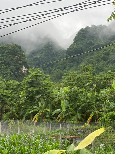 The image depicts a lush, green landscape in Sơn Dương Commune, Vietnam. In the foreground, a field of young corn plants stretches across the bottom of the frame, partially obscured by a large, bright yellow banana leaf in the lower right corner. Behind the corn, a wire mesh fence runs horizontally, with concrete posts supporting it. Beyond the fence, a dense collection of banana trees and other tropical foliage dominates the mid-ground. Towering in the background are mist-shrouded, verdant mountains, their slopes covered in thick vegetation. A series of dark wires, likely power lines or telephone cables, stretch across the upper portion of the image, cutting through the misty mountain scenery. The overall impression is one of a humid, tropical environment, likely after or during rainfall, given the overcast sky and the prevalence of lush green growth. There are no people visible in the image.