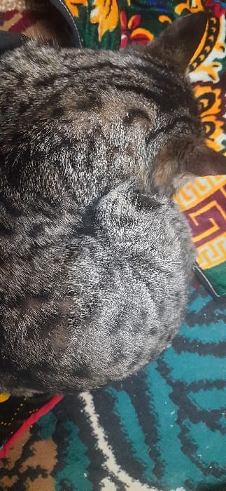 A tabby cat is observed in a resting position, viewed from its dorsal aspect, located on a patterned textile surface in Yangi-Khayat, Uzbekistan. The cat's fur exhibits a variegated pattern of grey, brown, and black stripes. The right ear is partially visible at the top right of the frame, and a dark-colored collar is discernible around its neck area on the left side. The cat's tail is curled close to its body in the lower central portion of the visible feline form. The supporting textile features distinct patterns: the upper section displays warm hues of yellow, orange, and red with geometric and floral motifs on a dark background, while the lower section presents cooler tones of teal, black, and white in wave-like configurations. A narrow red strip of fabric or cord is present along the lower left edge of the visible textile. No other subjects or interactions are present in the scene.
