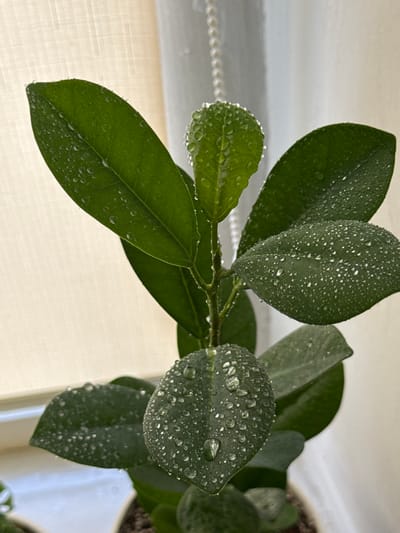 In Troitske, Ukraine, a close-up shot captures a plant with lush green leaves, each adorned with numerous small water droplets. The droplets appear to have been recently sprayed or have condensed on the leaves, creating a sparkling effect. The plant is positioned in front of a sheer, light-colored curtain, which is slightly diffused and allows some light to pass through, creating a soft background. The focus is sharp on the leaves and the water droplets, highlighting their texture and the way they catch the light. The overall scene suggests a moment of freshness and natural beauty, possibly taken indoors near a window.