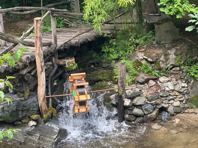 In Golyamo Belovo, Bulgaria, a wooden water wheel, approximately 0.5 meters in diameter, is actively turning in a stream. The wheel is constructed from light-colored wood and features a central axle that extends horizontally. Water cascades over the paddles of the wheel, creating a spray and turbulence in the stream below. The stream flows over a bed of rocks and is surrounded by a naturalistic setting. To the left of the water wheel, a weathered wooden post supports a rustic wooden bridge constructed from logs and branches. The bridge spans over the stream. The environment is lush with green foliage, including ferns and bamboo, growing around the stream and the wooden structures. The stream itself appears to be shallow, with visible rocks beneath the surface.