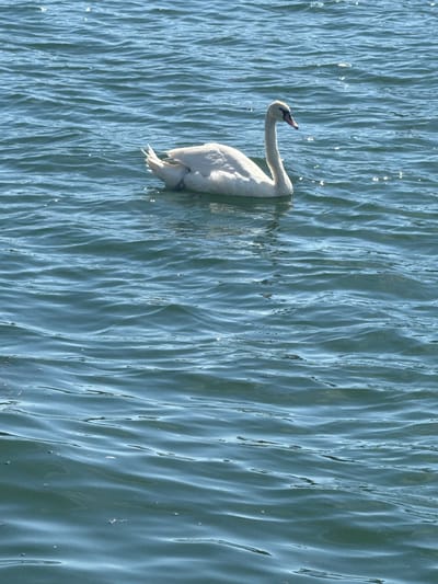 A single white swan is swimming in the choppy, blue-green water. The swan is positioned in the upper left quadrant of the image, facing to the right. Its long, graceful neck is curved, and its head is turned slightly. The water has small ripples and reflections of sunlight. The swan appears to be alone. The location is the Seine River in Villeneuve-le-Roi, France.