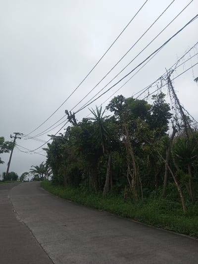 The image displays a paved road, likely concrete, in Eheliyagoda, Sri Lanka, ascending and curving gently to the left under an overcast, light gray sky. A faint white demarcation line is visible along the left edge of the road. On the left side, a utility pole stands upright, supporting multiple black overhead lines that extend diagonally across the upper portion of the frame. Dense tropical vegetation, comprising various trees, shrubs, and groundcover, borders both sides of the road. The foliage on the right is particularly thick, with several tall trees, some appearing to be palm-like or Dracaena species, and vines clinging to branches. No individuals, vehicles, or observable activities are present.