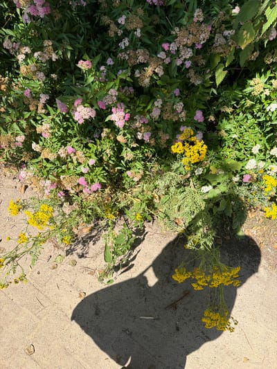 In Heijen, Netherlands, a paved path borders a dense bush laden with pink and white flowers. Scattered on the path are dry leaves and a shadow of a person. Yellow wildflowers bloom near the bush and extend onto the path, some drooping over the paved surface.