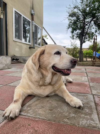 A light-colored Labrador retriever dog is lying down on a paved patio outside a building, looking to its right. The dog's mouth is slightly open, and its tongue is visible. The patio is made of square tiles, alternating between red and grey. Behind the dog, a light-colored building with windows and a metal pipe is visible. To the right of the building, there is a tree and some vegetation. The sky is overcast. The image appears to have been taken in the city of Sabunchu Raion, Azerbaijan, based on the visual context of the building and the surrounding yard.