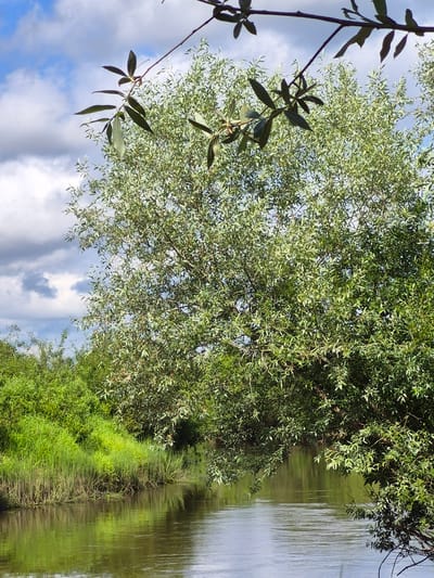 The media file depicts a scenic view of a tree and a body of water, likely a river or lake, in Tsirgumäe, Estonia. The scene is dominated by lush green foliage of a large tree that extends into the frame from the left. Its leaves are small and numerous, creating a dense canopy. Some branches with larger leaves hang down on the left side, silhouetted against a bright blue sky with scattered white and gray clouds. The sky suggests it is daytime with variable weather conditions.
To the right of the tree and vegetation is a calm body of water, reflecting the surrounding greenery and sky. The water appears still, with subtle ripples disturbing the reflection of the tree and the lush green grass growing along the water's edge. The shoreline is abundant with vibrant green grass and other vegetation, adding to the natural and serene atmosphere of the location. The overall impression is one of a tranquil natural landscape, bathed in daylight. No people, objects, or text are visible in the image.