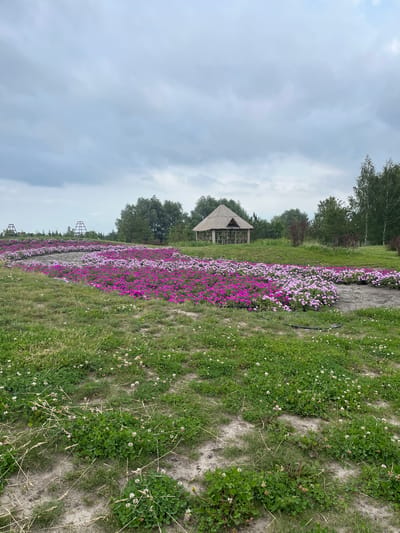 This is a wide-angle, eye-level shot of a park-like setting in Severynivka, Ukraine, featuring a large flower bed and a small thatched-roof structure. The foreground is dominated by a patch of green grass interspersed with small white clover flowers and scattered dry grass stalks. A winding dirt path cuts through the grass. In the midground, a large, elaborately planted flower bed curves across the landscape. The flowers are densely packed and exhibit a gradient of colors, transitioning from vibrant fuchsia pink on the left to a lighter pink and white on the right. The flower bed appears to be irrigated, with black hoses visible in places. Behind the flower bed, a rustic wooden structure with a thatched roof stands under a canopy of trees. This structure is open-sided and appears to be a gazebo or a small shelter. Further in the background, more trees form a natural border, and two large, wooden, pyramid-like structures are visible on the left, suggesting parkland or perhaps an outdoor event space. The sky above is overcast with heavy, gray clouds, indicating a potentially damp or cool day. No people are present in the image.