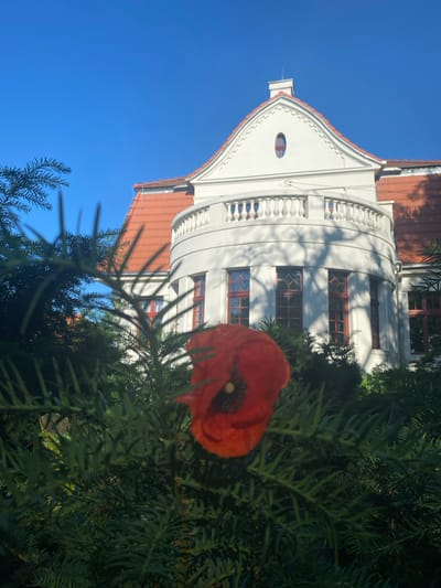 The image depicts an exterior view of a white, two-story building with a red tile roof, situated in Wielka Wieś, Poland. The architecture of the building features a curved facade with a balcony adorned with white balustrades. Several windows with red frames are visible. In the foreground, a bright red poppy flower is in focus, partially obscured by dark green foliage of evergreen trees or bushes. The sky above is a clear, bright blue. The scene is illuminated by natural daylight, casting shadows from the foliage onto the building's facade.