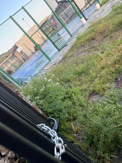 This image captures an outdoor scene in Zmeitsa, Bulgaria, presenting a diagonally tilted perspective of a sports facility and its immediate surroundings.

In the foreground, a black, horizontally slatted metal fence or railing runs diagonally across the bottom of the frame. A silver metal chain is draped over the top rail of this fence, secured by a black hook. Immediately behind and below this fence, a dense growth of various green plants, weeds, and grasses covers the ground. White flowering plants, appearing as small clusters, are prominent within this vegetation, along with some spiky or thorny green bushes. A rough, light-colored stone foundation or wall is visible at the base of the black fence, separating it from the dense flora. A textured metal manhole cover is partially obscured by the ground cover in this area.

Moving towards the midground, a paved pathway of gray concrete slabs runs parallel to the fence line, separating the overgrown area from the sports court. Two cylindrical concrete trash receptacles are positioned along this paved section. Beyond the pathway, a chain-link fence with green vertical support posts encloses a multi-sport court. The court surface is blue with white painted lines, indicative of markings for basketball (including a free-throw line and key area) and possibly other sports. A basketball backboard and hoop are visible on the left side of the court. Several individuals are present on the court; one figure in dark attire is near the center, and others are distributed across the playing area.

In the background, behind the sports court and its enclosing fence, multiple buildings are visible. One appears as a light-colored, possibly beige or yellow, multi-story structure. Another building features a reddish roof. A light pole with a fixture is also seen behind the court. Above the buildings, the sky is clear and light blue. Distant green hills or mountains are discernible on the far left horizon. The scene is illuminated by natural daylight, suggesting late morning or afternoon.