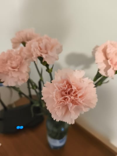 A bouquet of five light pink carnations is displayed in a dark glass vase on a wooden surface. The flowers are clustered together, with the central carnation in sharp focus, revealing its ruffled petals. Behind the flowers, a black router with two illuminated blue lights is visible, suggesting an indoor domestic setting. The background consists of a plain, light-colored wall, casting a soft shadow from the flowers. The overall scene is still and appears to be taken indoors. There is no visible information about the location in Słupia pod Bralinem, Poland.