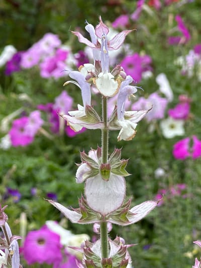 A close-up, vertical shot captures a spike of pale purple and white flowers with delicate pink accents, standing tall against a softly blurred background of more colorful flowers and greenery. The foreground flower is in sharp focus, revealing intricate details of its petals and stem, which is covered in fine hairs. The background flowers, primarily in shades of pink and magenta, are out of focus, creating a bokeh effect. The scene appears to be a garden or a floral display. There is no identifiable information to suggest this image is located in Staryi Aidar, Ukraine.