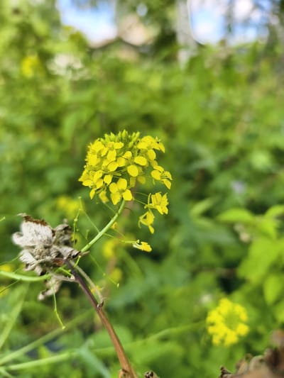 A close-up, slightly angled shot focuses on a cluster of small yellow flowers on a thin stem. To the left of the flowers, a dried, withered plant section is visible, appearing brittle and brown. The background is softly blurred, dominated by lush green foliage and hints of blue sky with white clouds above. A single, out-of-focus yellow flower is also present in the lower right quadrant. The scene appears to be outdoors in a natural setting, possibly a field or garden.