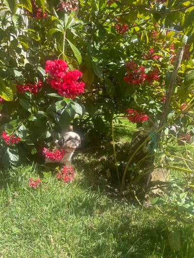 An outdoor scene in Santa Tecla, El Salvador, captures a small dog partially hidden among vibrant red flowers and dense green foliage. The dog, with light-colored fur and darker markings around its face, is nestled into the plant growth, appearing to rest or relax. Its head and a portion of its body are visible, peeking out from the clusters of bright red blooms and lush green leaves.
The setting is a sunny garden or yard, characterized by an abundance of flowering plants and green grass. Numerous stalks and clusters of bright red flowers, possibly a type of salvia or tropical shrub, are in full bloom, adding a striking color contrast to the dominant greens of the leaves and grass. A natural stake or thick branch is visible within the foliage, seemingly supporting some of the plants. The ground surrounding the plants is covered in well-maintained green grass.
The strong sunlight and visible shadows indicate that it is daytime, likely a bright and clear morning or afternoon. The overall mood of the image is tranquil and natural. No people are visible, and there is no discernible text within the frame.