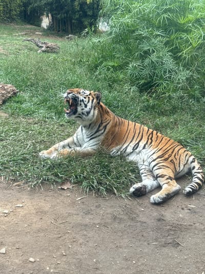 A tiger lies on its left side in a naturalistic enclosure at the Zoo da Maia in Cidade da Maia, Portugal. The large feline, exhibiting typical orange and black striped fur with white markings on its face, chest, and belly, has its head lifted, mouth agape in what appears to be a roar or wide yawn, exposing its fangs, teeth, and pink tongue. Its forelegs are extended forward, and its hind legs are folded beneath it. The tiger rests on a patch of green grass, which borders a dirt path in the immediate foreground. The background features lush green vegetation, including bamboo-like stalks on the left and feathery-leafed plants on the right, with a weathered log visible further back on the left.