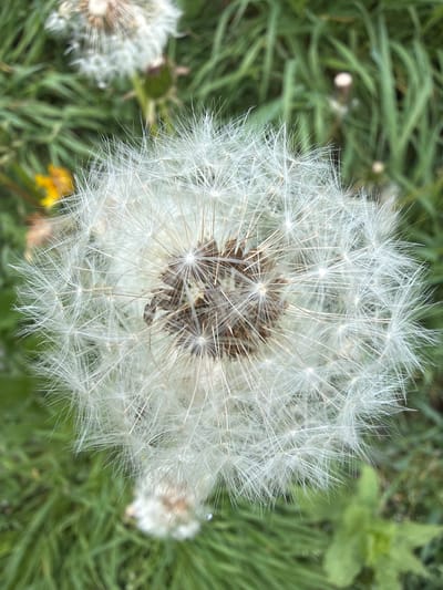 A close-up, overhead view of a dandelion seed head against a blurred green background of grass and other foliage. The dandelion is fully bloomed, its white, feathery seeds radiating outwards from a central, brown disk. There are hints of other dandelion seed heads and a small yellow flower in the background. The setting appears to be a natural outdoor environment, likely a park or a field. There is no indication of any specific location within Mazeri, Georgia, or any human presence.