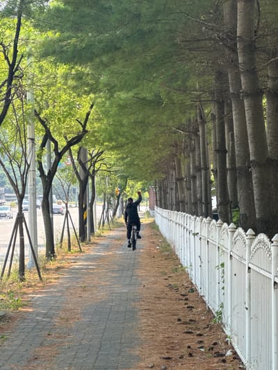 A person wearing dark clothing rides a bicycle on a paved sidewalk lined with trees on the left and a white decorative fence on the right. The cyclist, facing away from the camera, has their left arm raised. The sidewalk is covered in fallen pine needles and pinecones. Beyond the trees on the left, a road with cars and traffic lights is visible. The scene appears to be a tree-lined path in an urban or suburban setting in Pyeongtaek-si, South Korea, with the sun casting shadows from the trees onto the sidewalk.