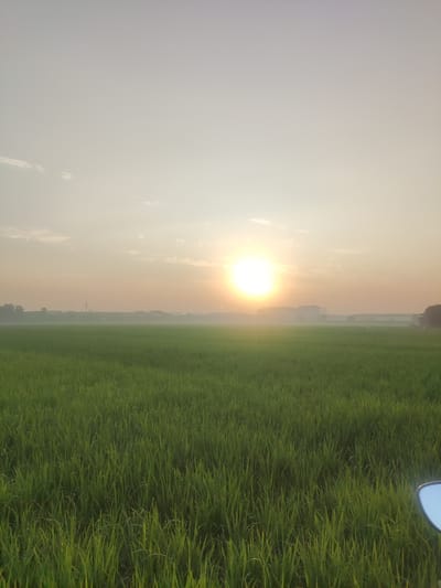 The image captures a serene dawn scene in a rural area, likely a paddy field, in Sidokepung, Indonesia. The sun, a bright, glowing orb, is positioned in the upper center of the frame, casting a warm, diffused light across the landscape. A gentle haze hovers above the horizon, softening the distant elements.

In the mid-ground, a vast expanse of lush green rice stalks stretches across the field, their tips catching the morning light. Beyond the field, a low-lying industrial or agricultural complex is visible, characterized by a series of muted, elongated structures. A tall antenna-like structure stands out against the sky amidst these buildings. The sky itself is a pale, hazy gradient of yellow and white, with a few wispy clouds scattered near the top left.

In the foreground, the dense greenery of the rice field continues, with individual stalks clearly discernible. Towards the bottom right corner, a portion of a reflective surface, possibly a motorcycle mirror, is visible, subtly mirroring the bright sky. No people are present in the image, and the overall atmosphere is one of quiet tranquility as the day begins.