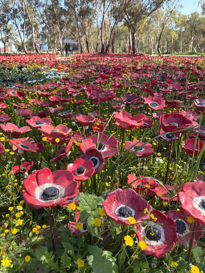 The image displays an outdoor art installation located within the Eshkol Regional Council, Israel. The foreground and midground are dominated by a dense field of artificial red flowers, meticulously crafted to resemble anemones or poppies, each featuring a dark, often black, center. Many of these flowers also display a distinct white ring encircling the black center. These fabricated blooms are mounted on thin stems and are interspersed with natural green grass and numerous small yellow wildflowers. In the background, a line of tall, slender trees with light-colored trunks is visible under a clear, bright sky. Two large, upright rectangular signs are present in the mid-distance, near the tree line, with two adult human figures and one smaller figure standing near the rightmost sign. The scene is evenly illuminated by natural sunlight.