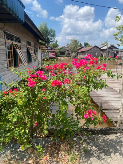 In Berangas Timur, Indonesia, a wooden house with a blue corrugated metal roof sits beside a body of brown water. In front of the house, a vibrant bougainvillea bush with bright pink flowers and green leaves partially obscures the view of the water and a wooden walkway. The walkway, constructed from weathered wooden planks, extends into the water. Several other wooden houses, some with tin roofs and red and white checkered fabric hanging outside, are visible across the water, along with scattered trees under a bright blue sky with fluffy white clouds. The scene depicts a residential area characterized by its wooden structures and proximity to water.