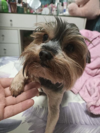 A close-up, low-angle shot shows the face of a Yorkshire Terrier dog indoors. The dog is looking directly at the camera with its head tilted slightly. Its fur is predominantly tan and grey, with a shaggy fringe of hair around its face. One of the dog's front paws rests on a person's open palm in the lower left corner of the frame. The background is blurred, showing what appears to be a bedroom setting with a dresser and a pink blanket. The image is not specific to Массандровский поселковый совет, Ukraine.