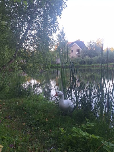 The image depicts a serene outdoor scene beside a body of water, likely a pond or small lake, in Новоглаголево, Russia. In the foreground, a white goose stands amidst lush green grass and reeds, facing towards the left of the frame. The goose has a visible orange beak. Behind the goose, tall reeds line the water's edge. The water reflects the surrounding environment, including trees and the sky, which appears bright and possibly overcast or nearing sunset. In the background, a two-story building with a dark roof is visible, partially obscured by trees and foliage. The overall atmosphere is peaceful and natural.