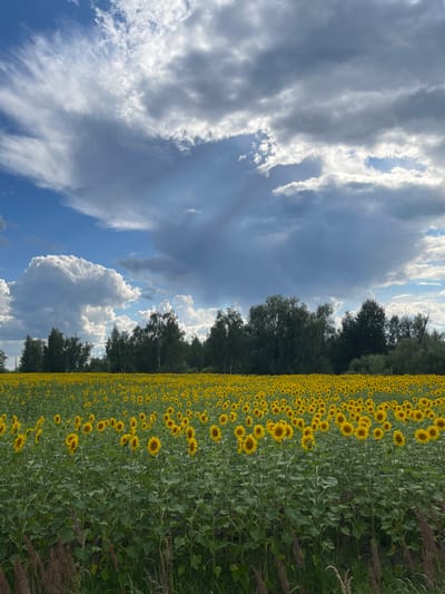 A vast field of sunflowers stretches towards a dense tree line under a dramatic sky filled with a mix of dark and light clouds. The sunflowers, facing mostly towards the viewer, are in full bloom, their yellow petals creating a vibrant carpet across the landscape. The foreground shows some tall, dry grass and vegetation, hinting at the edge of the field. The overall scene captures the natural beauty of a Ukrainian countryside location, likely in or near Maklaivka, Ukraine, characterized by agriculture and abundant natural flora.
